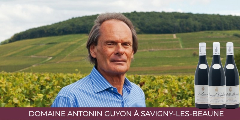 Domaine ancré en Côtes de Beaune & Nuits - Antonin Guyon